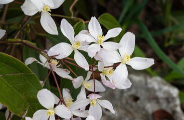 clematiis con fiori bianchi e polline