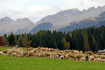 pecore a Bellamonte, sotto la catena del Lagorai (Val di Fiemme, Trentino)