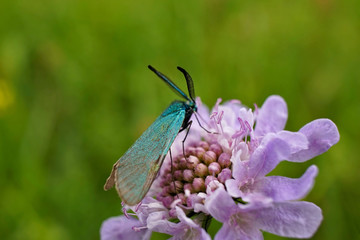 Schmetterlinge Deutschlands - Ampfer-Grünwidderchen