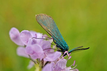 Schmetterlinge Deutschlands - Ampfer-Grünwidderchen