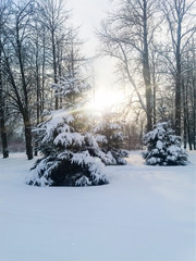 Frost and sun, wonderful day. In a winter park, a radiant sunbeam falls on a spruce covered with snow. Noon. Clear. Flare.