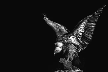 Fototapeten Porträt eines Adlers auf schwarzem Hintergrund. gyps fulvus. Griffon. Assgeier. Raubvogel © Denis