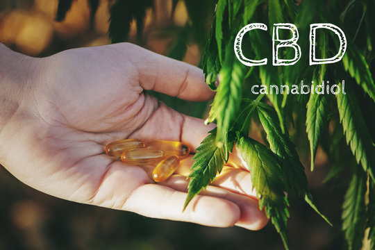 Cannabis plant and hand with CBD pills.
