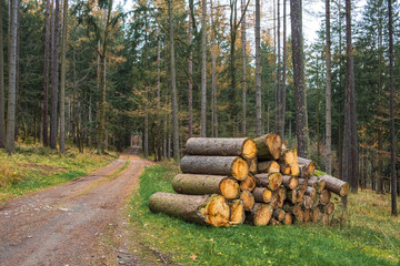 Compound pile of wood, long tree trunks. Autumn landscape with yellow-orange and fallen leaves. Nature Trail Svatojanske proudy. Slapy, Czech Republic. 