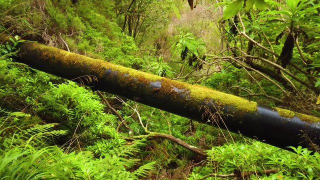 4K video of overgrown forest and water pipes with moss. This is where the Levade leads in Madeira island, Portugal. It is laurel forest. It is summer.