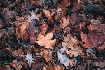 Dry autumn leaves Background