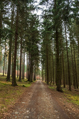 Autumn forest footpath. Orange leaves grabbing around. Nature Trail Svatojanske proudy. Slapy, Czech Republic. 