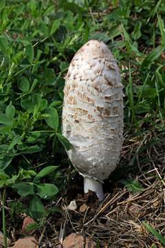 coprino bianco, fungo dell'inchiostro (Coprinus comatus)