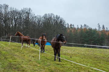4 horses behind an electric fence. Autumn weather, green grass. Nature Trail Svatojanske proudy. Slapy, Czech Republic. 