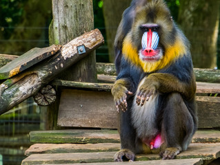 closeup of a mandrill sitting, the face and genitals of a baboon, vulnerable primate specie from Africa - obrazy, fototapety, plakaty
