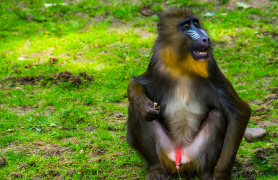 mandrill sitting in the grass, showing its genitals while urinating, vulnerable baboon specie from Africa