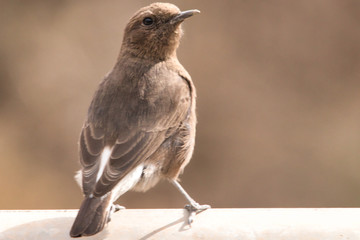 sparrow on a branch