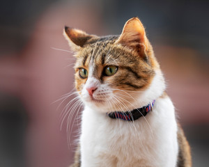 Portrait of a Beautiful Europian Cat.