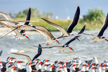 The Black Skimmer (Rynchops niger) is a beautiful Tern-like bird whose lower bill is longer than its upper one. These are seen in flight over a central Florida gulf coast beach. - obrazy, fototapety, plakaty