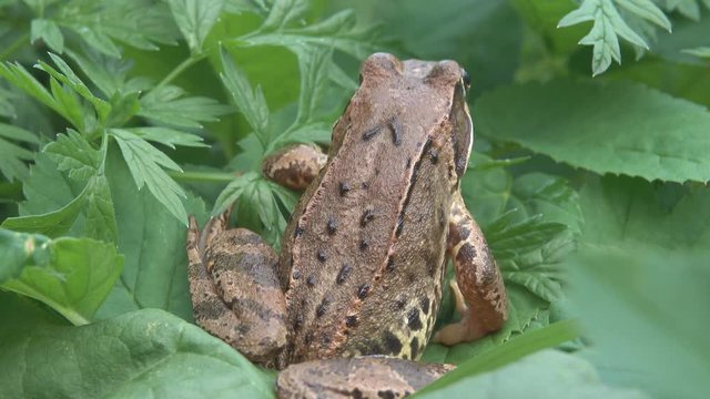 Adorable frog (Grass Frog) sitting in grass and clover. Throat breathing is visible, gular sac (wattle)