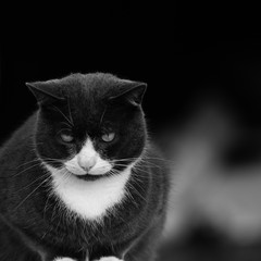 Schwarzweiße Hauskatze