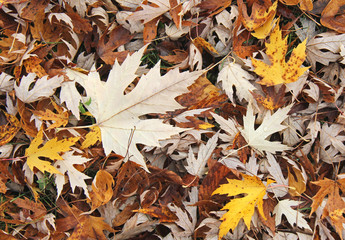 colori d'autunno; tappeto di foglie di acero argenteo (Acer saccharinum)