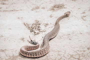 Rattle snake closeup. Venomous snakes. Danger animals closeup. Mexican animals. Ensenada. Baja California. Mexico. 