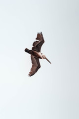 Pelican is flying in the sky.