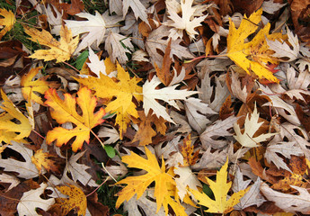 colori d'autunno; tappeto di foglie di acero argenteo (Acer saccharinum)