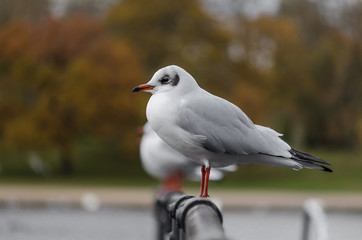 seagull watching and waiting to eat