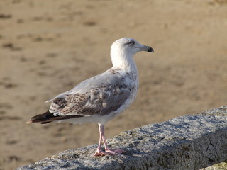 MOUETTE