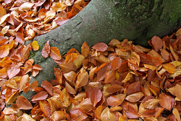 il faggio affonda le sue radici tra le foglie cadute