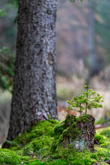 Small spruce tree growing on a mossy old trunk. Coniferous seedling in the forest.