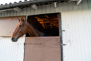 Horse in stable