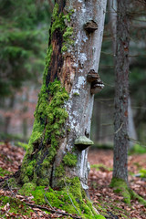 Hub growing on an old tree trunk. Parasite on an overturned conifer. Autumn season.