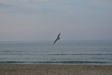 Planare nel tramonto
