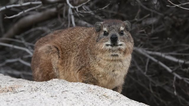 The rock hyrax (Procavia capensis), also called Cape hyrax, rock rabbit, and (in the Bible) coney. South Africa.