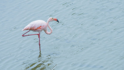 Pink flamingo standing on one leg in a pond with rippled water. With copyspace
