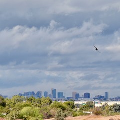 Fototapeta na wymiar Phoenix Arizona Bird Skyline Cloudy