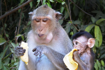 Monkey mother teaches baby to eat banana