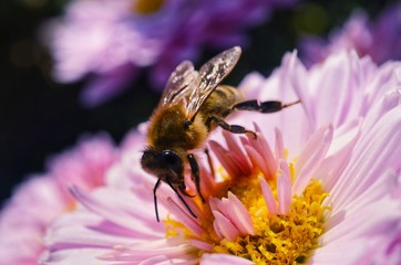 Male bee on a chrysanthemum flower