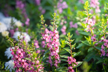 Fototapeta premium The background image of the colorful flowers