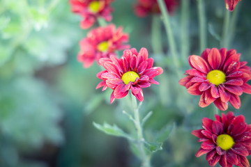 The background image of the colorful flowers