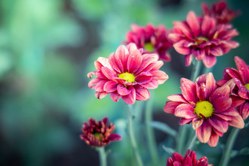 Obraz premium The background image of the colorful flowers