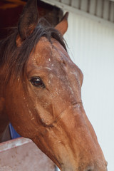 Close up of horse face sharp