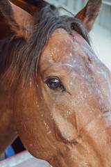 Close up of horse face sharp