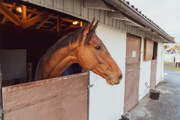 Close up of horse face sharp