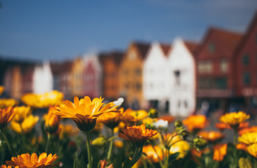 Flowers with townhomes in the background