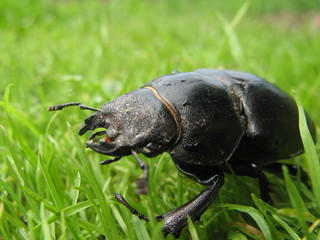 large female Lucanus cervus beetle strolling through the green summer grass