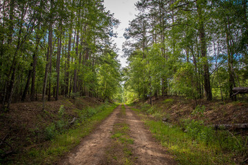 Pathway on the Country Road