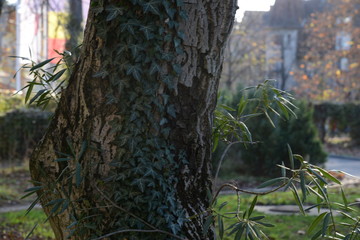  Detail of a tree overgrown with a creeper