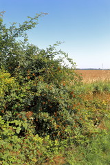 Fototapeta na wymiar bush in a field