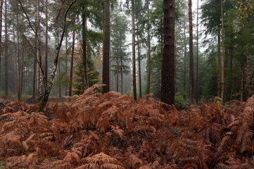 November morning in the new forest  hampshire