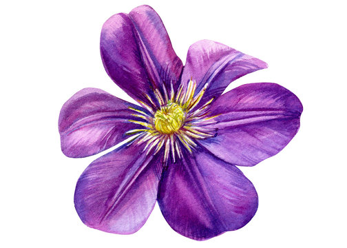 beautiful flower purple clemati on isolated white background, watercolor illustration, botanical painting, hand drawing