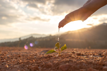 Hand nurturing and watering young baby plants growing in germination sequence on fertile soil at...